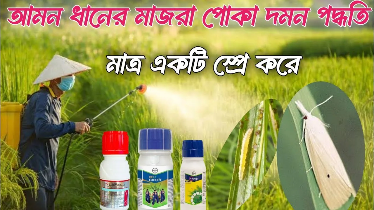 ধান মাজরা পোকা দমনের সঠিক পদ্ধতি
