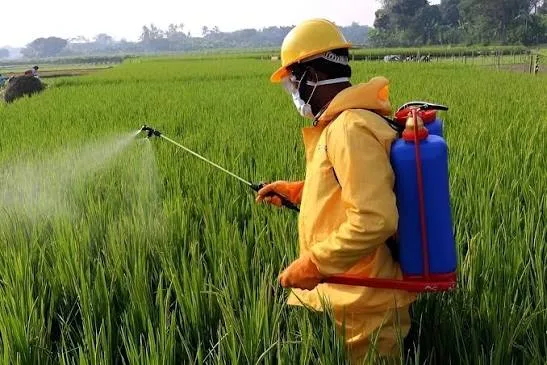 কীটনাশক স্প্রে করার সঠিক নিয়ম