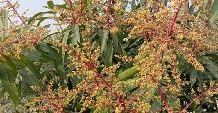 আম গাছের ফল ধরার সময় পরিচর্যা