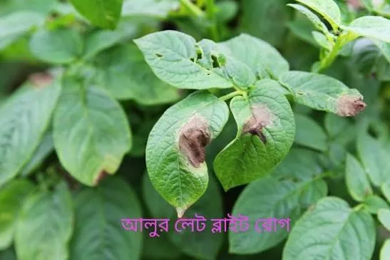 আলু লেট ব্লাইট প্রতিরোধে করণীয়