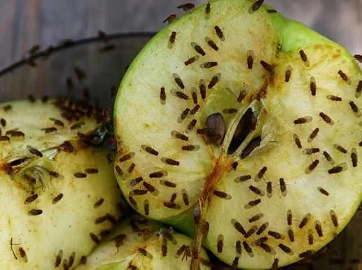 ফল মাছি