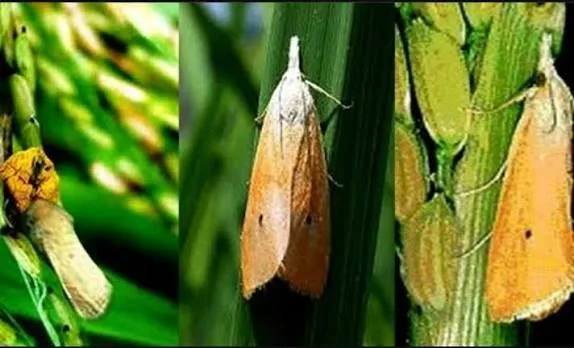 ধান মাজরা পোকা